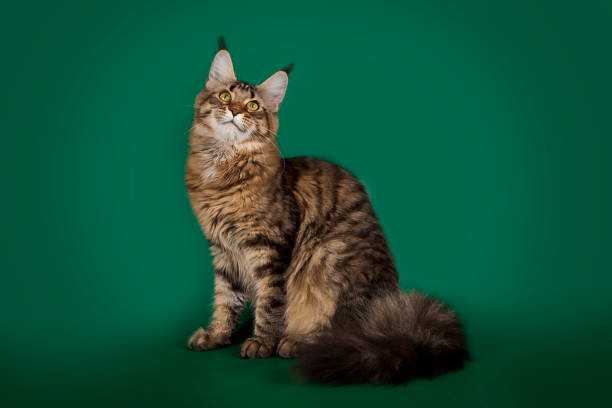istock Tabby fluffy cat Maine Coon sitting on a green Studio background. 844471642