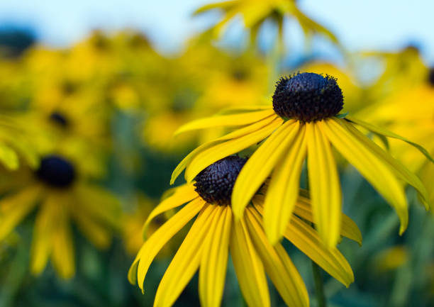 istock A field full of Echinacea flowers. 844471806