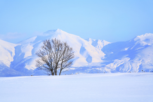 Snowy trees and the Tokachi mountain range