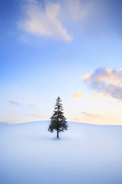 istock Christmas tree winter wood 844471842