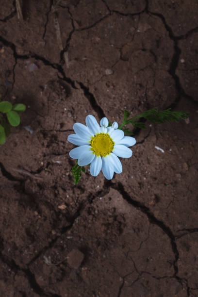 istock chamomile flower on a dry land 844472026