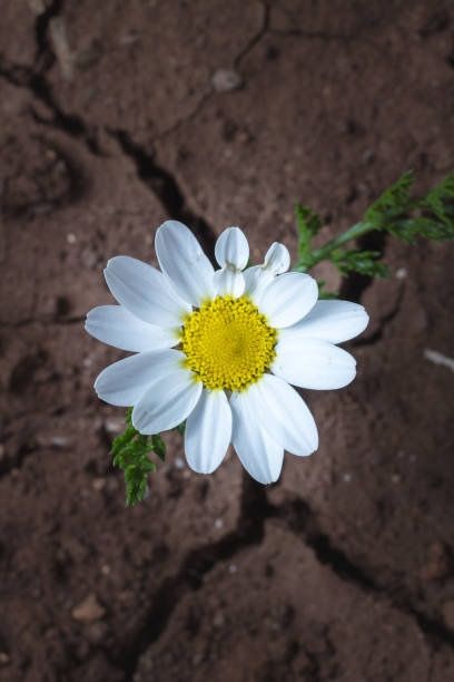 istock chamomile flower on a dry land 844472038
