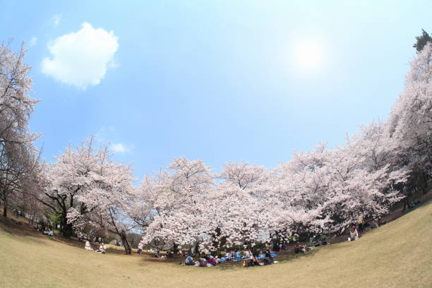 Cherry Cherry Shinjuku Gyoen National Garden stock pictures, royalty-free photos & images