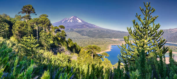 Volcano Llaima at Conguillio N.P. (Chile) - HDR panorama Volcano Llaima at Conguillio N.P. (Chile) - HDR panorama araucaria araucana stock pictures, royalty-free photos & images