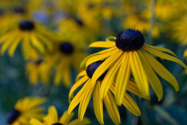 istock A field full of Echinacea flowers. 844474734