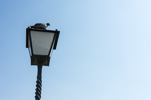 Pigeon sitting on a vintage electric street lamp