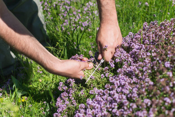 istock Mans hands collecting thyme from mountain meadow. 844478466