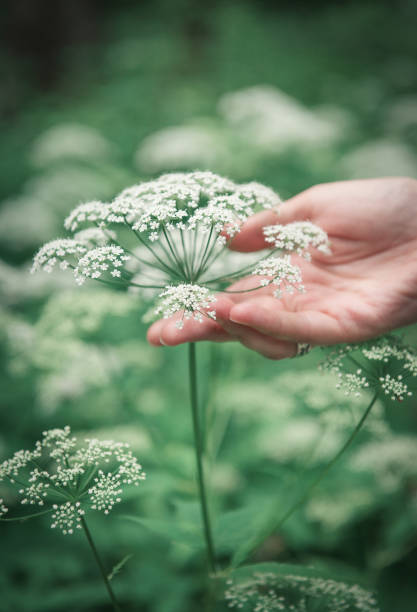 istock Woman hand touching wild meadow flower 844482274