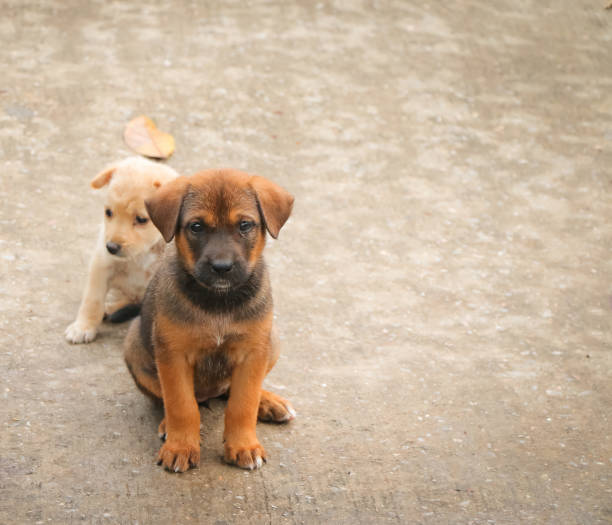 istock Stray dog hungry food 844483008
