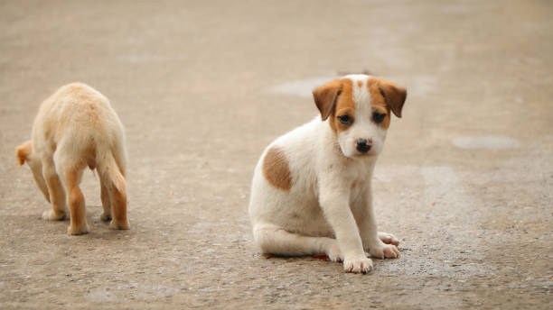 istock Stray dog hungry food 844484084