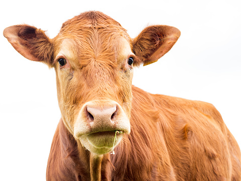 Portrait of reddish brown cow with white background, lade of grass coming out of its mouth, adorable expression.