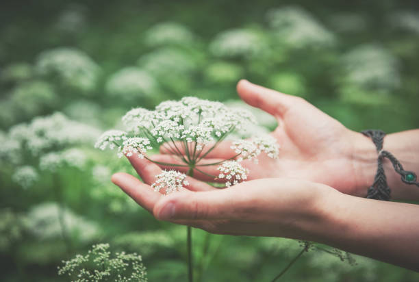 Woman hand touching wild meadow flower stock photo