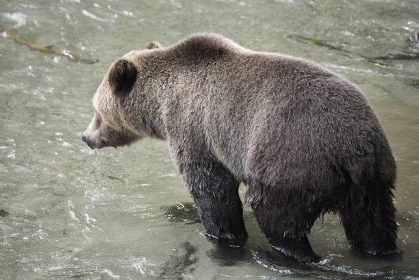 istock Grizzly Bear in a salmon stream 844488142