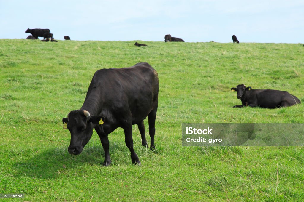 宗谷黒牛 - ウシのロイヤリティフリーストックフォト