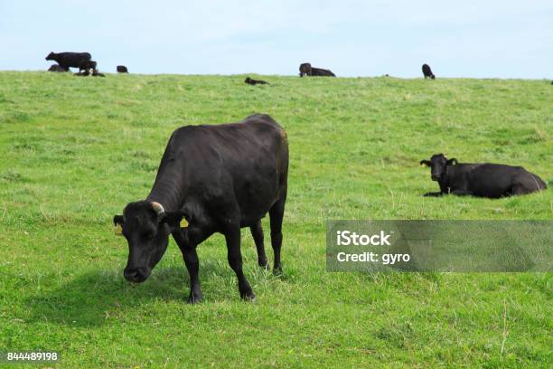 宗谷黒牛 - ウシのストックフォトや画像を多数ご用意 - ウシ, 日本, 牧畜場