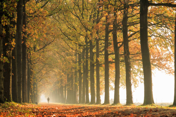 natura: foresta autunnale - single lane road foto e immagini stock