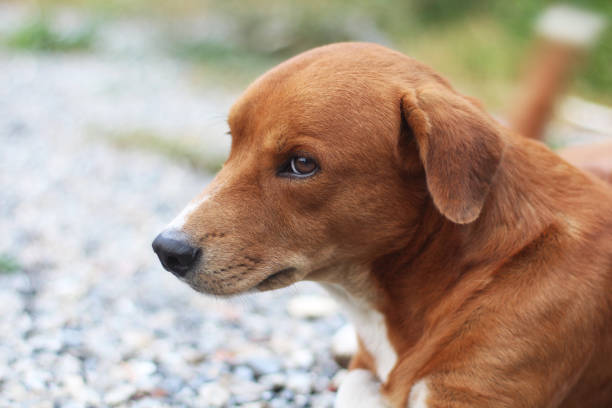 istock Portrait of a cute brown dog. 844489630