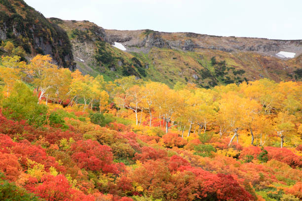 feuilles de marais daisetsu kogen - parc national de daisetsuzan photos et images de collection