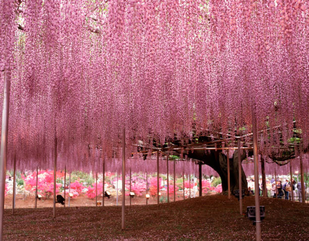 istock Wisteria trellis 844492688