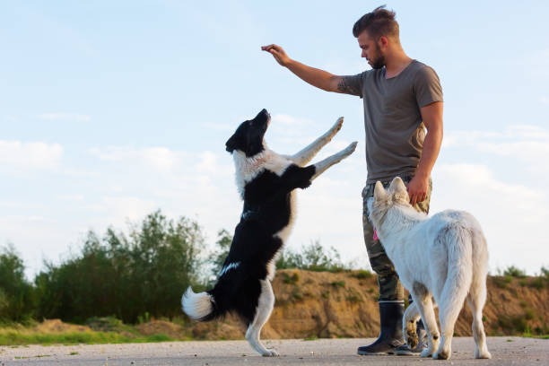 istock man plays with dogs outdoors 844493578