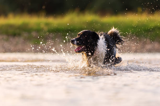 istock border collie runs in a lake 844493976