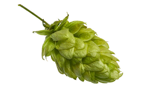 istock Polish hops cultivars. Hop cones isolated on white 844494160