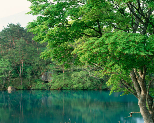 istock ABI bishamon swamp Green 844496328