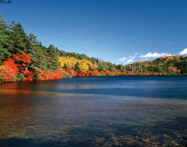 istock White horse pond in autumn 844496486