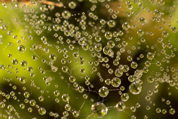 istock drops of dew on a spider web on a green background, the spider web in the water 844499896