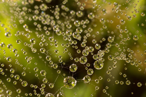 istock drops of dew on a spider web on a green background, the spider web in the water 844499934