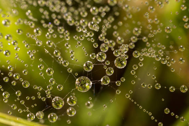 istock drops of dew on a spider web on a green background, the spider web in the water 844499938