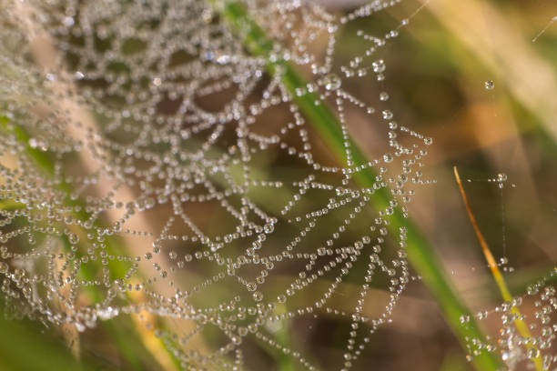 istock drops of dew on a spider web on a green background, the spider web in the water 844499956