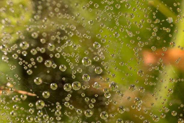 istock drops of dew on a spider web on a green background, the spider web in the water 844499996
