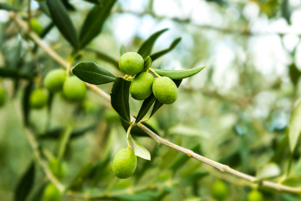 aceitunas y rama de olivo en otoño.  concepto de fondo de alimentos agrícolas. - aceituna verde fotos fotografías e imágenes de stock