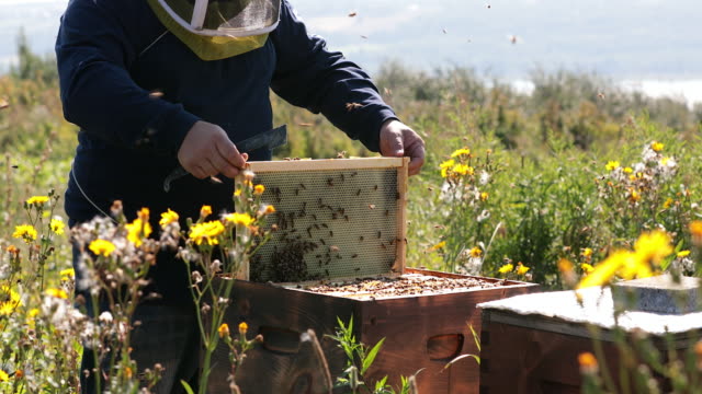 Beekeeper Working and Inspecting Hive
