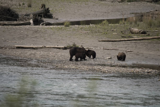istock Brown bear mother with cubs during salmon run 844508110