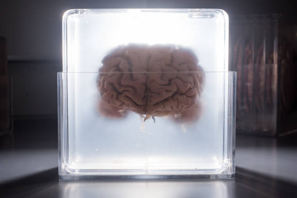 Brain floating in a glowing jar stock photo