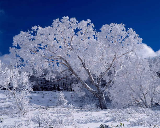 istock Betula ermanii with rime ice 844511338