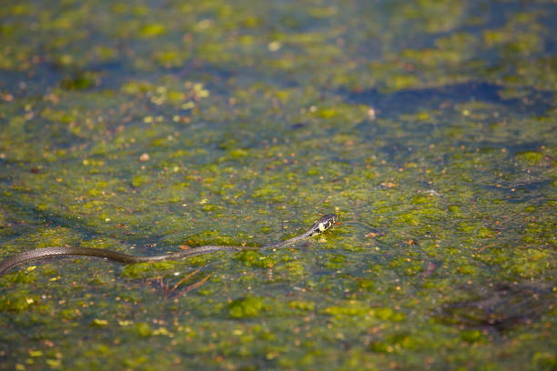 istock Natrix in water, swamp 844511452