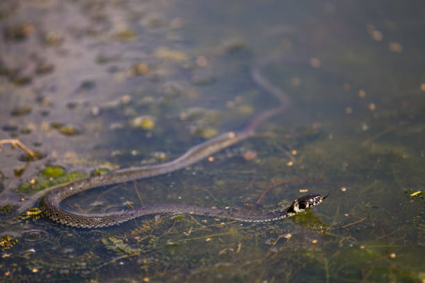 istock Natrix in water, swamp 844511476