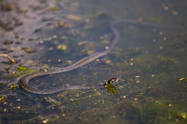 istock Natrix in water, swamp 844511478