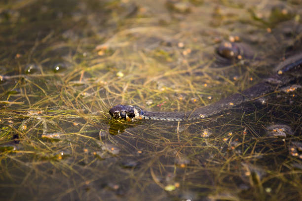 istock Natrix in water, swamp 844511502