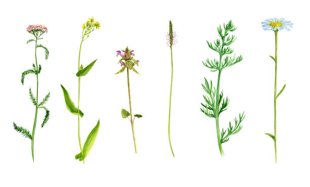 istock Set of watercolor drawing flowers and plants 844511534