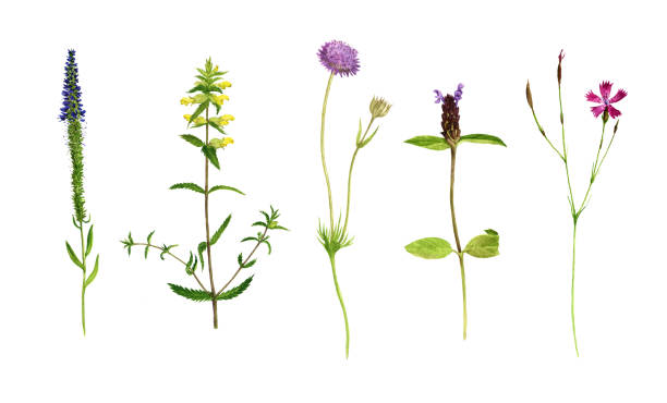 istock Set of watercolor drawing flowers and plants 844511626