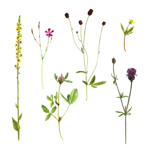 istock Set of watercolor drawing flowers and plants 844511700