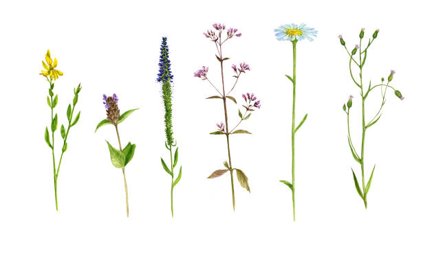 istock Set of watercolor drawing flowers and plants 844511724