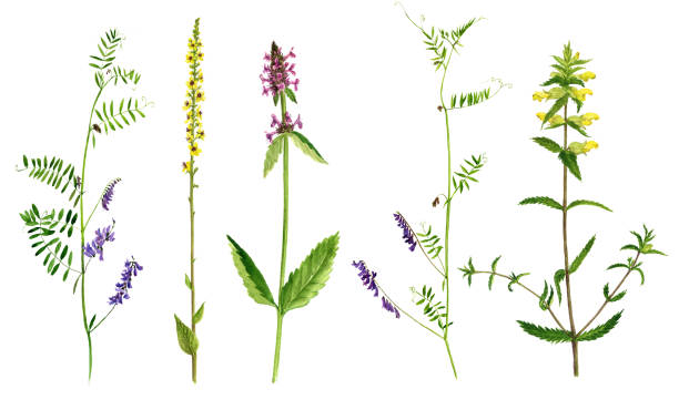 istock Set of watercolor drawing flowers and plants 844511776