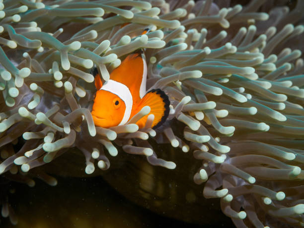 istock Clown anemonefish at underwater, Philippines 844512534