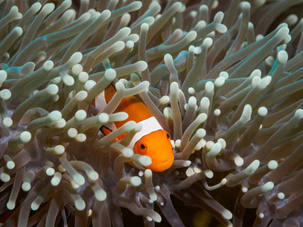 istock Clown anemonefish at underwater, Philippines 844512672