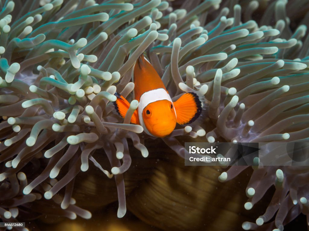 Clown anemonefish at underwater, Philippines Clown anemonefish at underwater Anemonefish Stock Photo